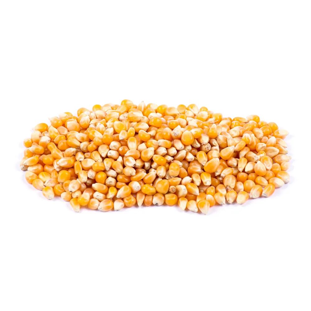 ذرت خام دشت‌زاد